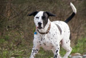 This is a Dalmatian Boxer mix breed dog that is called a Bomation hybrid dog