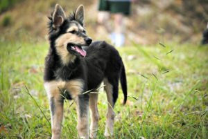 This is a German Shepherd and Australian Shepherd mix breed dog that is called a German Australian Shepherd hybrid.