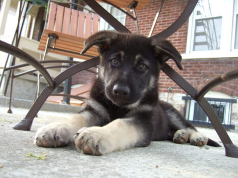 This is a German Shepherd puppy.