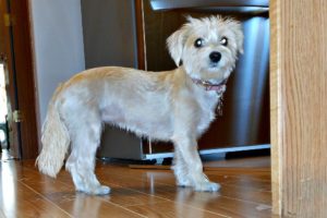 This is a Havanese Chihuahua mix breed dog that is called a Cheenese hybrid dog. 