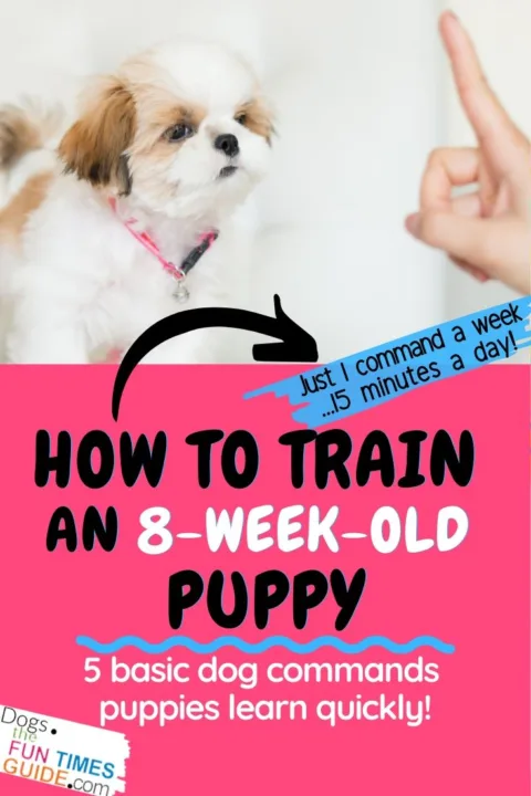 How to train an 8 week old puppy - basic dog training commands puppies understand