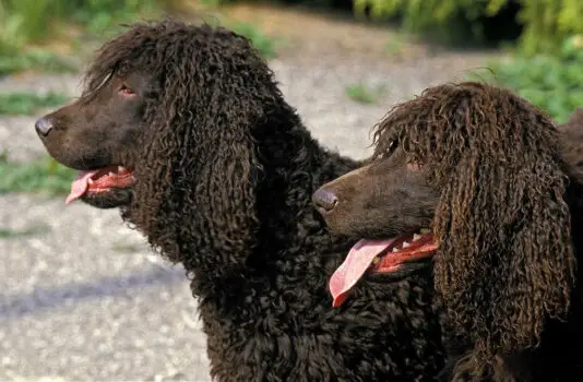 The Irish Water Spaniel is one of the top 19 Hypoallergenic dog breeds for people with pet allergies.