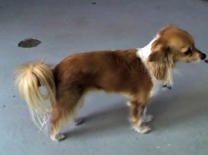 This is a Papillon and Chihuahua mix breed dog that is called a Chion hybrid. 