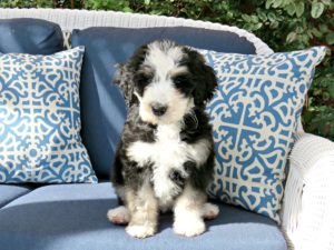 This is a Poodle and Bernese Mountain Dog mix breed that is called a Bernese Mountain Poo or Bernedoodle hybrid dog. 