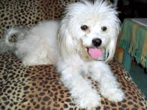 This is a Poodle Shih Tzu mixed breed dog that is called a Shih-Poo hybrid dog.