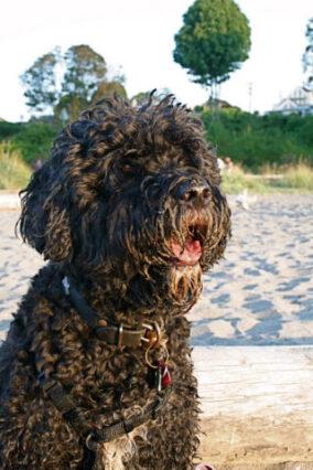 are portuguese water dogs good with strangers