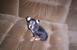 rat terrier and pomeranian mix