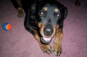 This is a Rottweiler and Labrador Retriever mix breed dog that is called a Labrottie hybrid dog