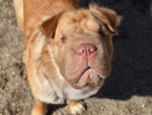This is a Chinese Shar-pei + Spaniel mix breed dog.