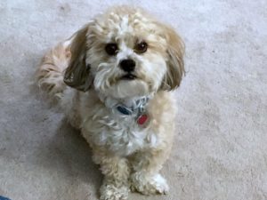 55+ Shih Tzu Greyhound Mix