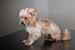 This is a Shih Tzu and Yorkie mix breed dog that is called a Shorkie Tzu hybrid dog