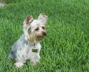 This is a Silky Terrier and Yorkshire Terrier mix breed dog that is called a Silkshire Terrier hybrid dog