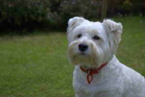 This is a Westie and Scottish Terrier mix breed dog that is called a Scoland Terrier hybrid