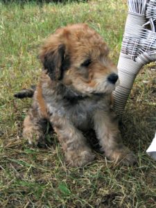 This is a Wheaten Terrier Poodle mixed breed dog that is called a Whoodle hybrid dog