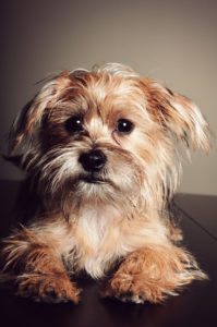 This is a Yorkie Shih Tzu mix breed dog that is called a Shorkie Tzu hybrid dog