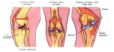 a-dogs-acl-torn-ligament.jpg