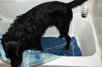 adult-dog-in-bathtub.jpg