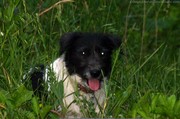 aerial-terrier-dog-in-grass.jpg