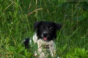 aerial-terrier-dog-in-grass2.jpg