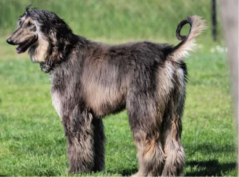 The Afghan Hound is one of the top 19 Hypoallergenic dog breeds for people with pet allergies.
