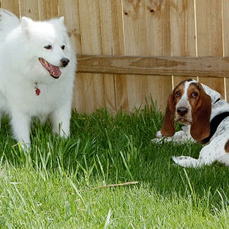 Jersey and Bella in the backyard.