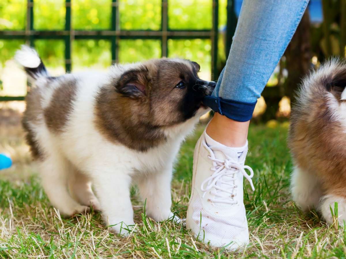 Here's how to stop your puppy from nipping at your feet and legs... and clothes!