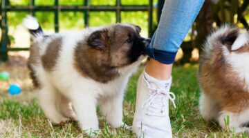 See how to stop your puppy from nipping at your feet and legs... and clothes!