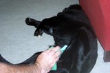 Have you ever applied a cold compress to a dog?