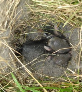 baby-bunnies