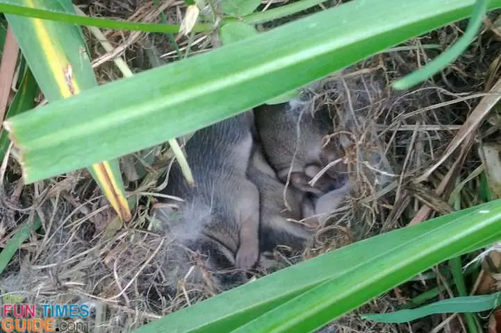 Check out those tiny baby bunny paws and bunny ears! 