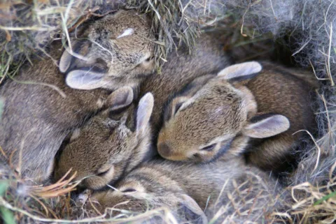 We found yet ANOTHER nest of baby bunnies in our backyard!