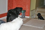 Here, the baby gate is keeping all three dogs upstairs with us.