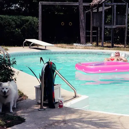 Jim and Jersey relaxing in the backyard pool.