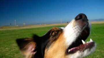 Dog Barking Guide: Breeds That Bark the Most & Least