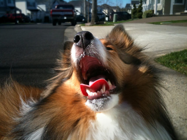 Barking Dog Ringtones &amp; Wallpapers For Your Cell Phone | Fun Times ...