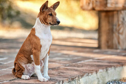The Basenji is one of the top 19 Hypoallergenic dog breeds for people with pet allergies.