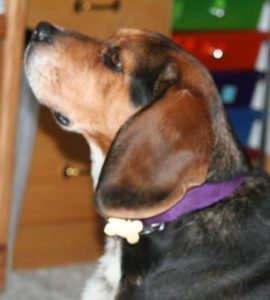 This is a Basset Hound and Beagle mix dog that is called a Bagle Hound.