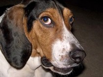 beagle-dog-giving-the-look-by-rdaassoc.jpg