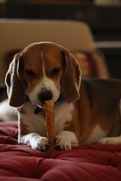 beagle-dog-with-rawhide-chew-by-NickNguyen.jpg