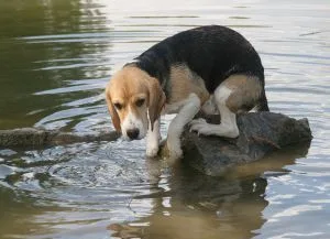 beagle-scared-of-water-by-noisepass-jpg.webp