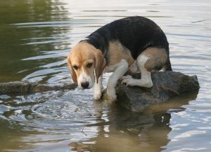 beagle-scared-of-water-by-noisepass.jpg