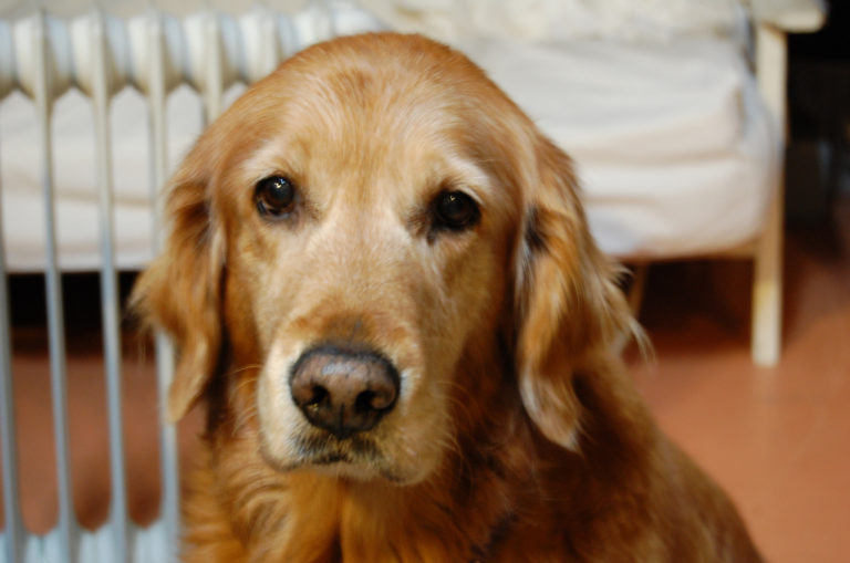 Don't Let Your Dog Die From Bloat Like Mine Did Signs Of Bloat In