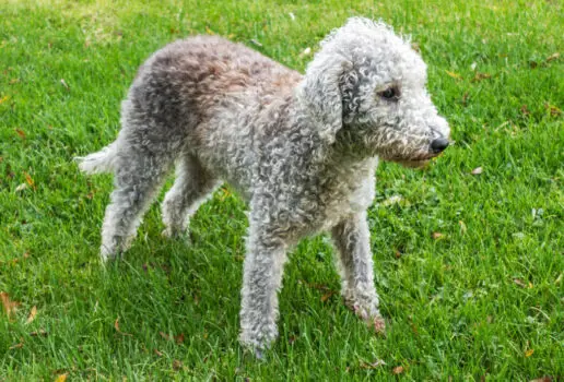 The Bedlington Terrier is one of the top 19 Hypoallergenic dog breeds for people with pet allergies.