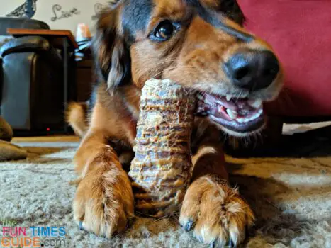 Beef trachea sounds gross, but it makes a tasty and long lasting dog chew!