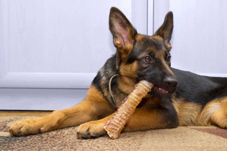 This is an extra large (king size) trachea dog chew!