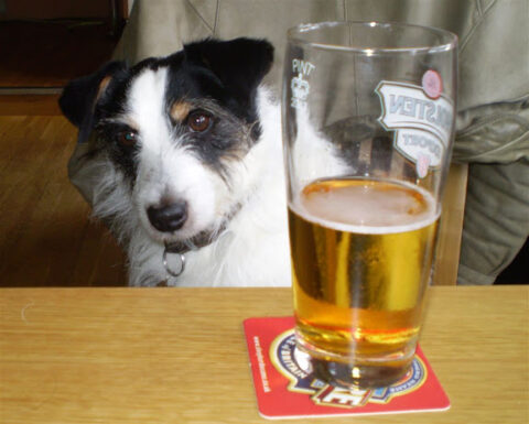 beer-for-dogs