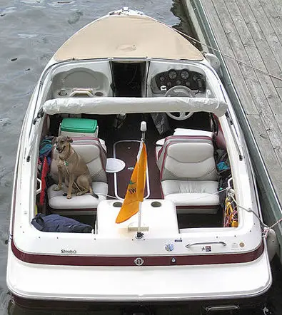 beige-alert-dog-on-boat.jpg