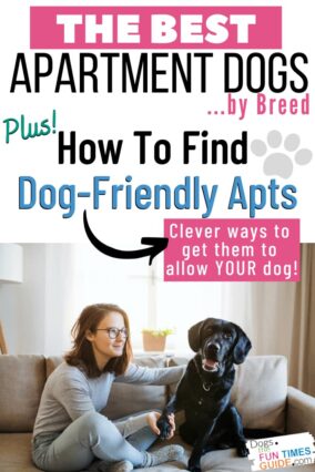 What Are Good Apartment Dogs? The Best Dog Breeds For Apartments + Tips ...