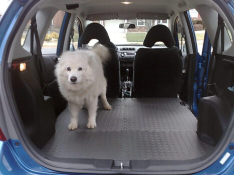 Best Cars For Dogs By Model Year + A List Of Dog-Friendly Features To ...