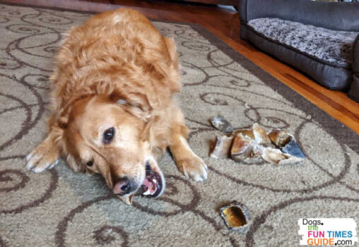 This is one of my dogs working those back teeth while gnawing on a cow hoof!